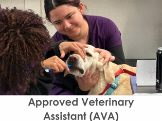 Veterinary Assistant students learn how to brush a canines teeth