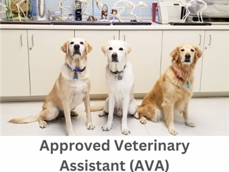 veterinary assistant