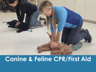 Two Pet CPR students practice their CPR Techniques on animal manikins