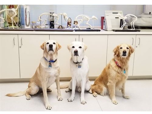 3 large dogs sitting in front of a cabinet