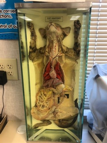 A dissected cat showing it